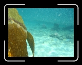 Tortola 243 * See the line where the fish are and aren't? * 2048 x 1536 * (1.23MB)